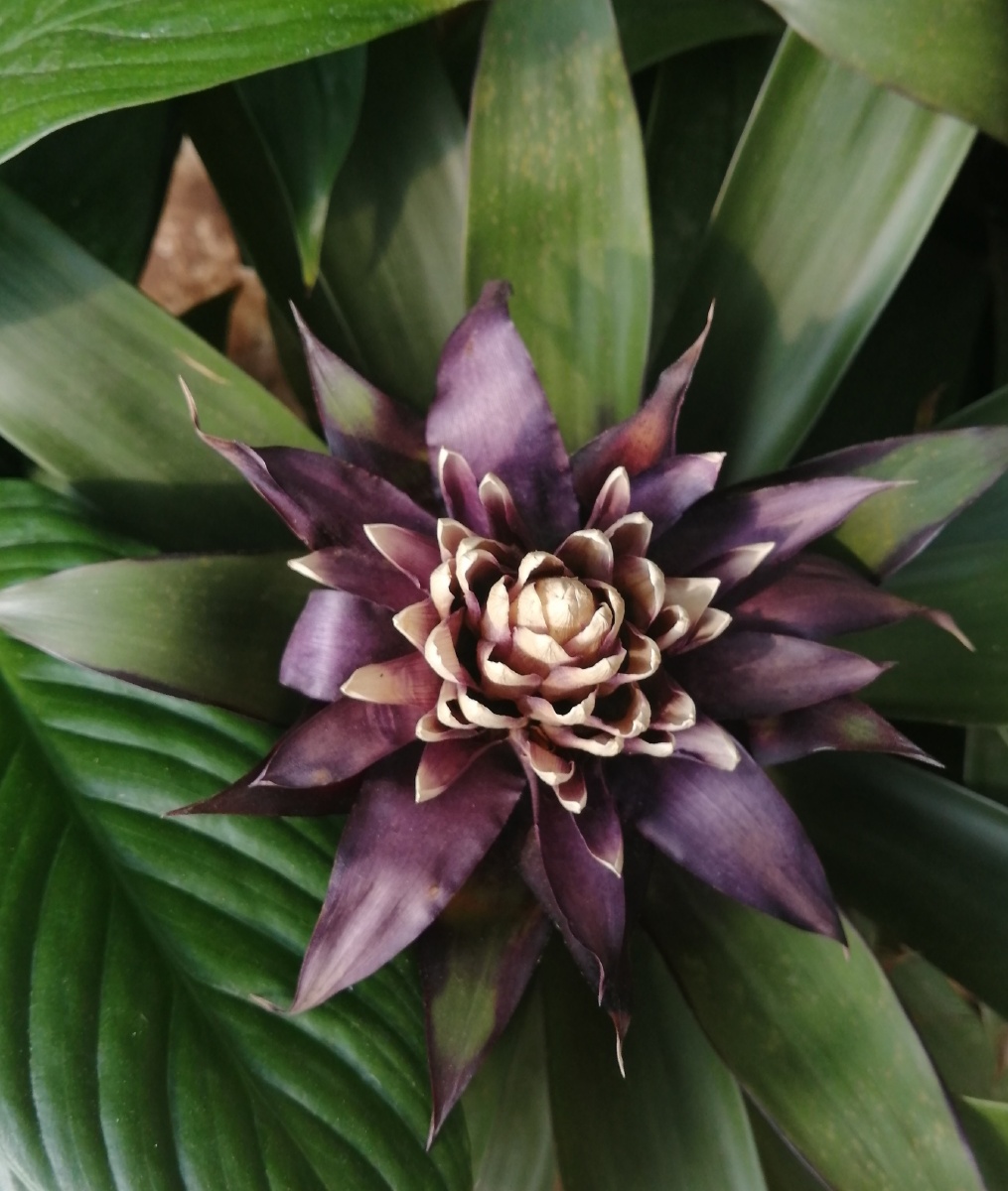 紫色的果子蔓真好看