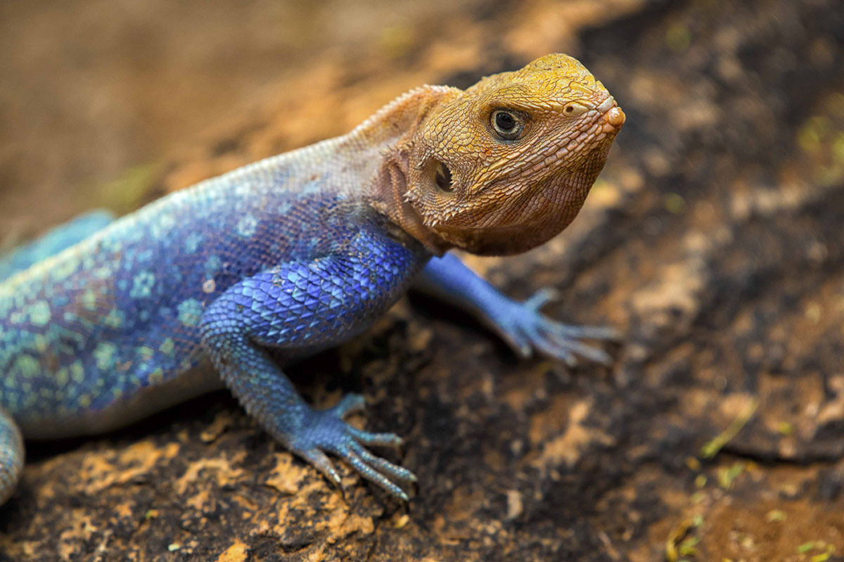 姆万扎平头飞龙蜥蜴