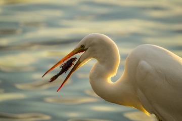 _dsc8700_32679843540_o