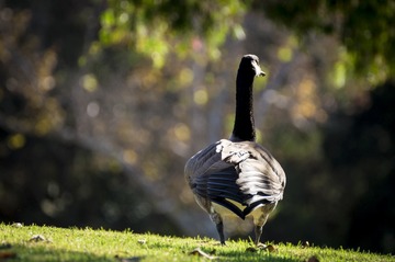 _dsc5287_32246396063_o