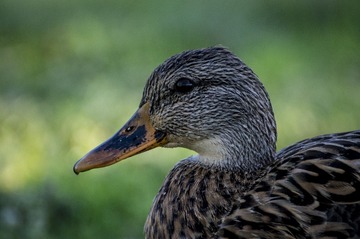 _dsc5277_33061963975_o