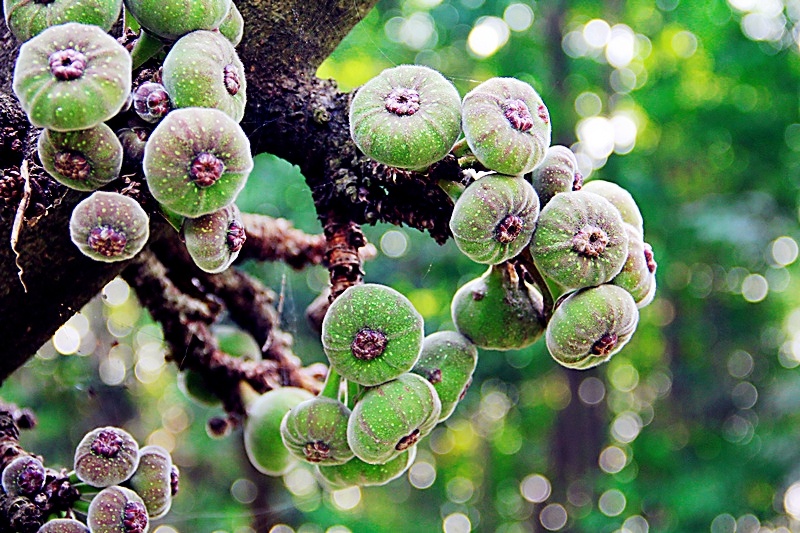 摄于海南--馒头果