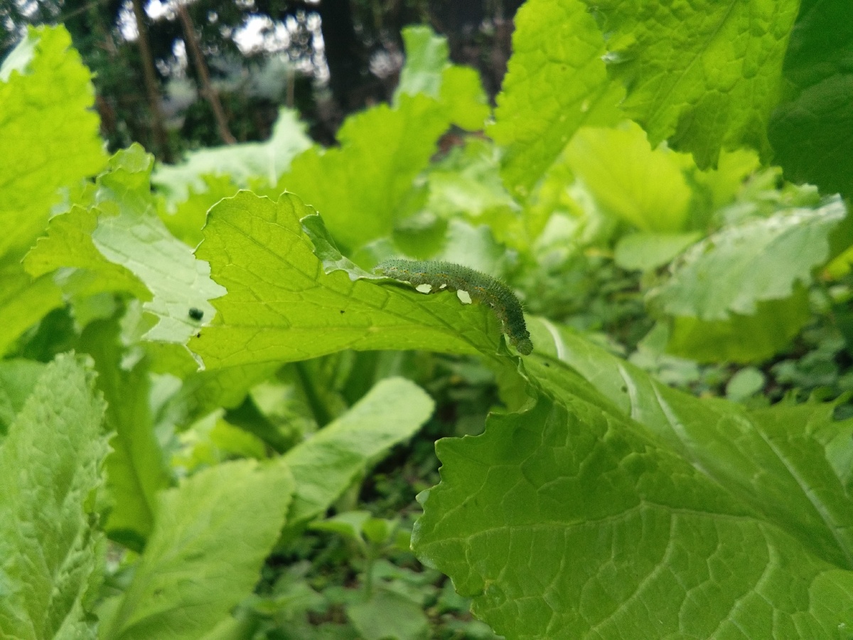 清晨的菜虫