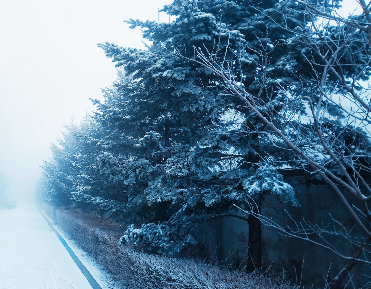 冬季清晨美景浮雪染满青松