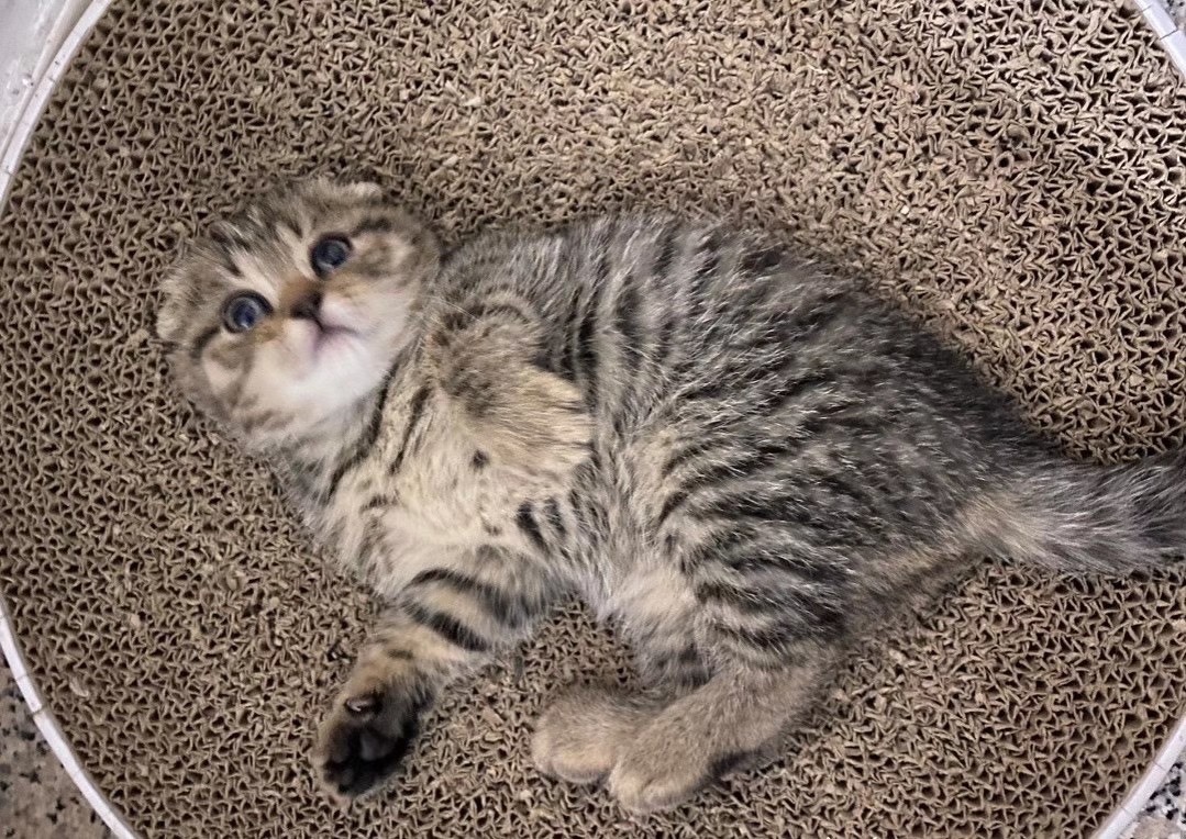 英短虎斑折耳猫000000 - 逍遥1998 - 图虫