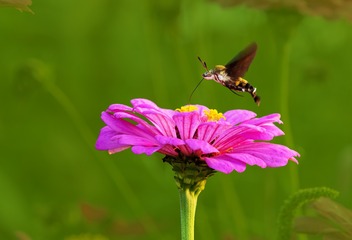 IMG_0696'