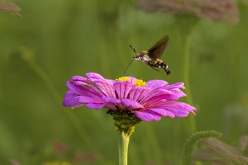 IMG_0696-