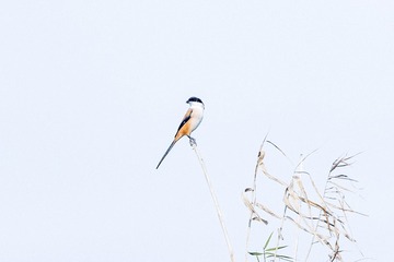IMG_2389-