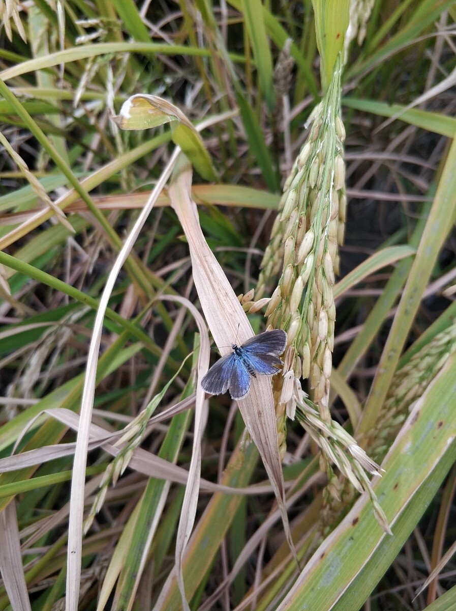 稻田虫子 - 我是小昆虫 - 图虫
