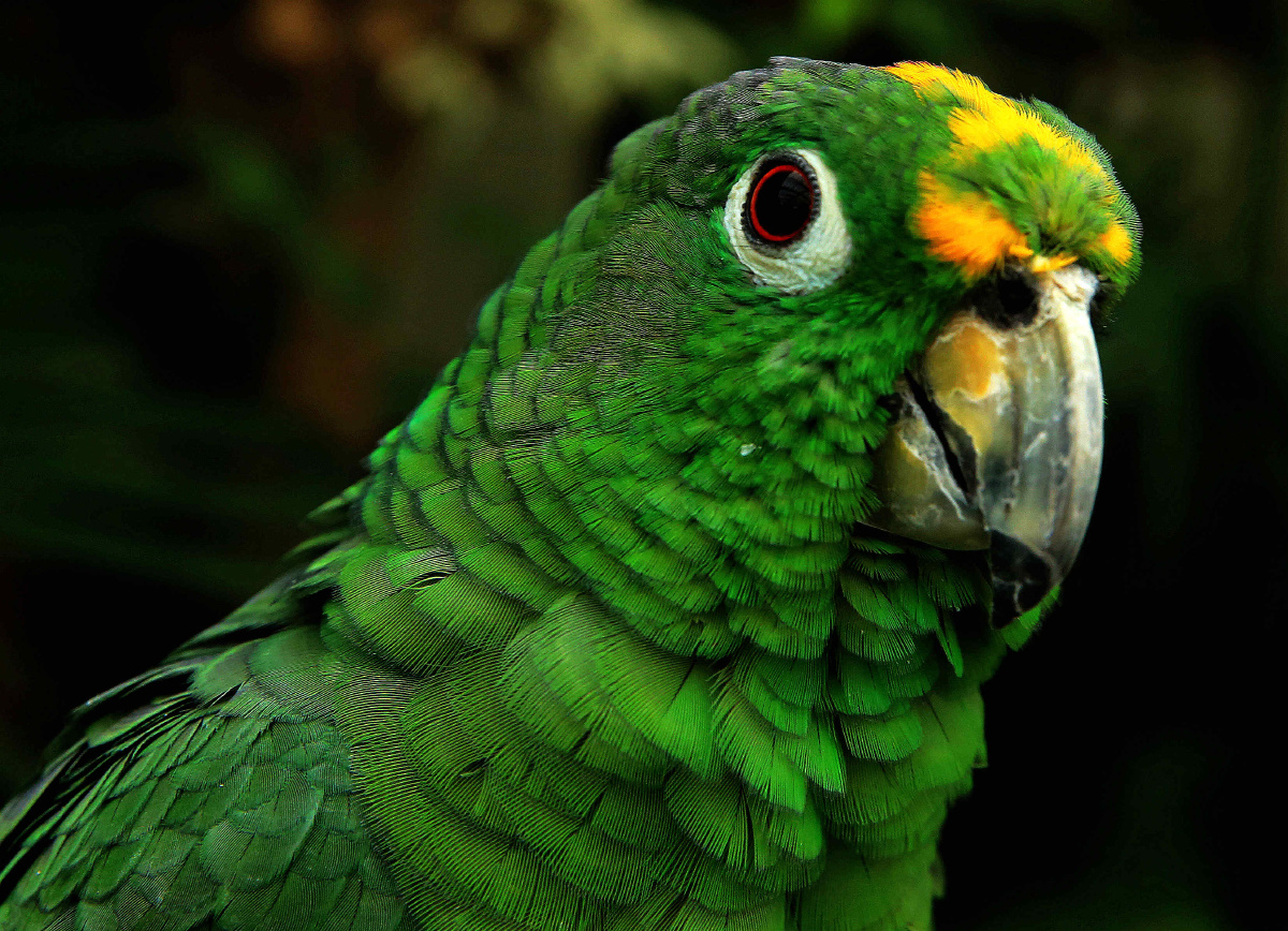 黄冠亚马逊鹦鹉