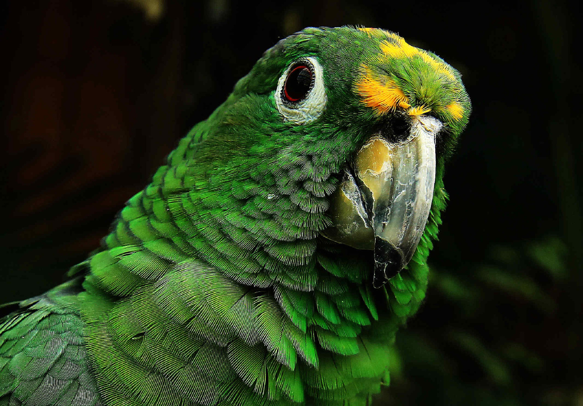 黄冠亚马逊鹦鹉