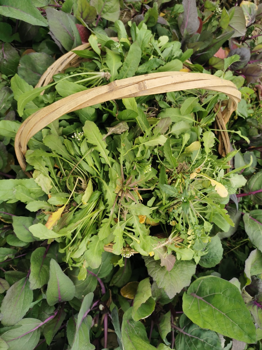 野菜红杆菜心蔬菜荠菜美食美味农村乡村农业