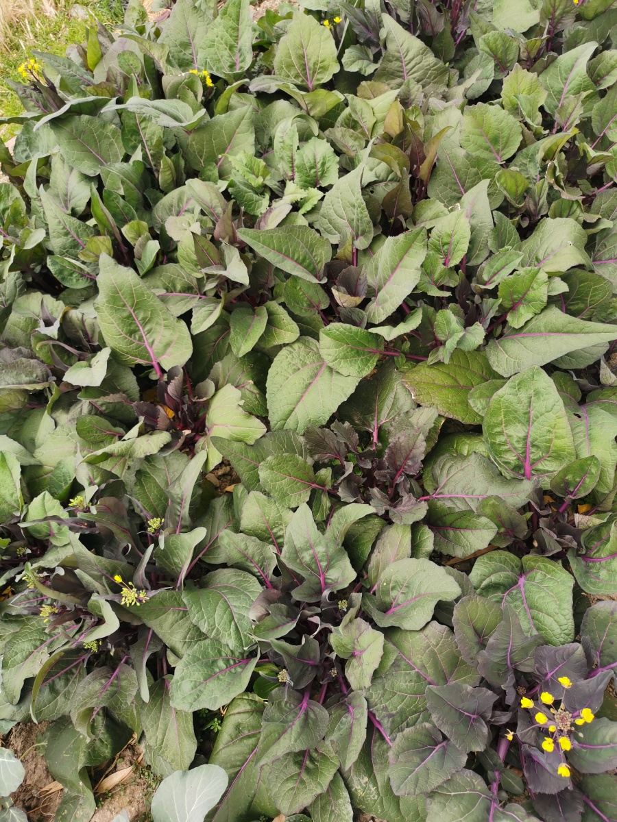 野菜红杆菜心蔬菜荠菜美食美味农村乡村农业