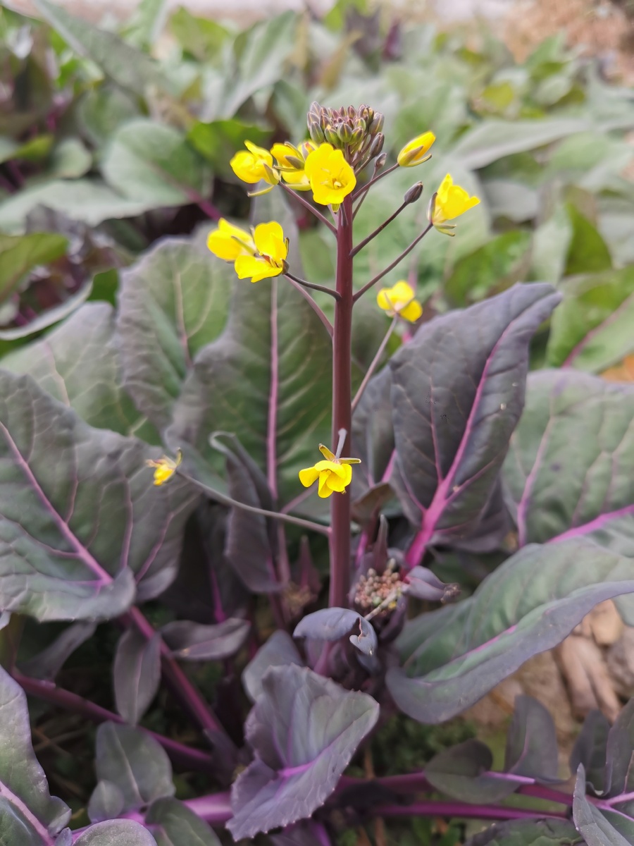 野菜红杆菜心蔬菜荠菜美食美味农村乡村农业