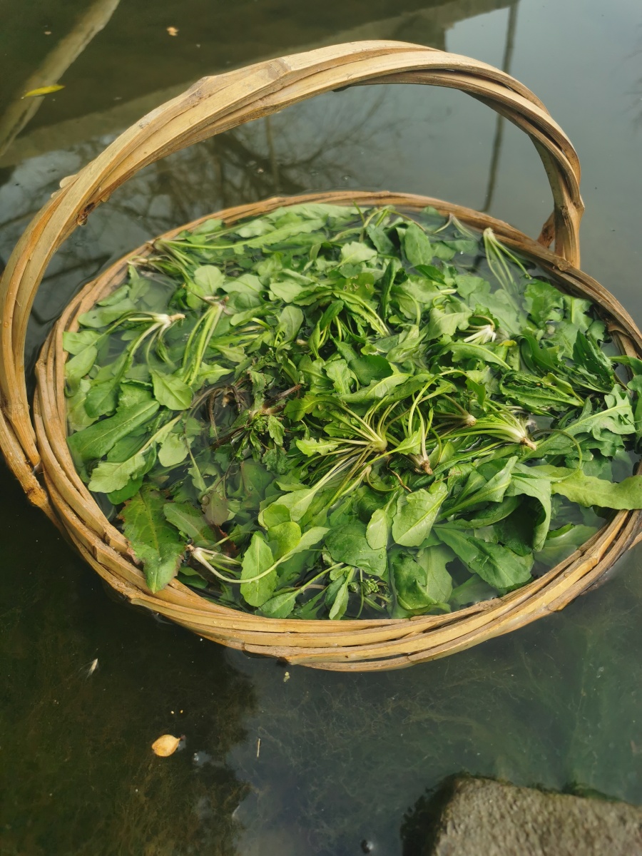 野菜红杆菜心蔬菜荠菜美食美味农村乡村农业