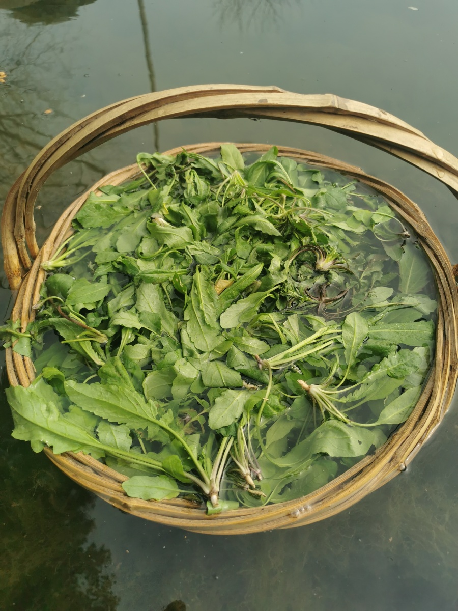 野菜红杆菜心蔬菜荠菜美食美味农村乡村农业