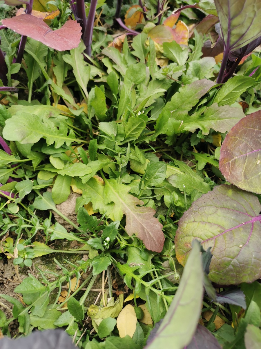 野菜红杆菜心蔬菜荠菜美食美味农村乡村农业
