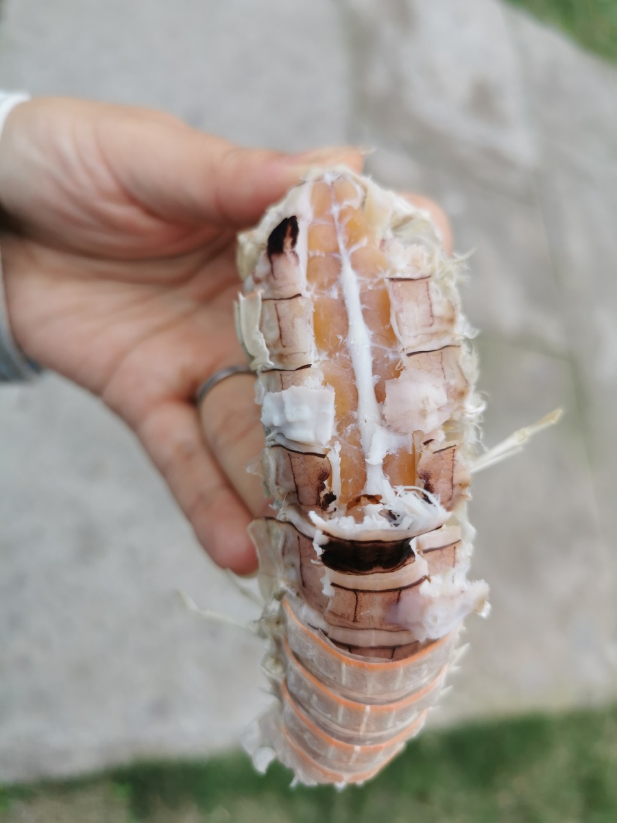 七彩小箬岛海岛海鲜皮皮虾爬爬虾自由色彩斑斓