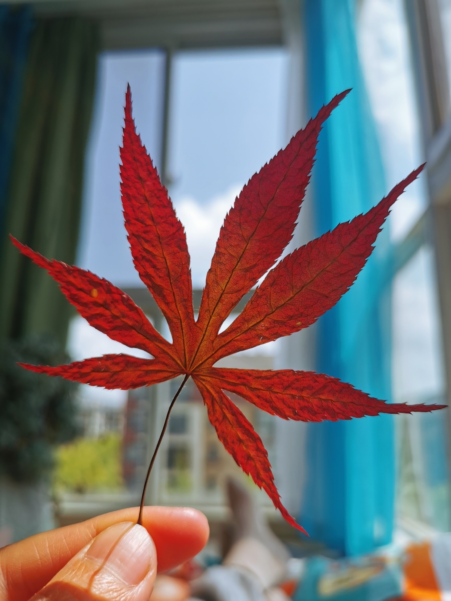 周末晒片自己夹书里的叶子变书签咯枫叶好看极了