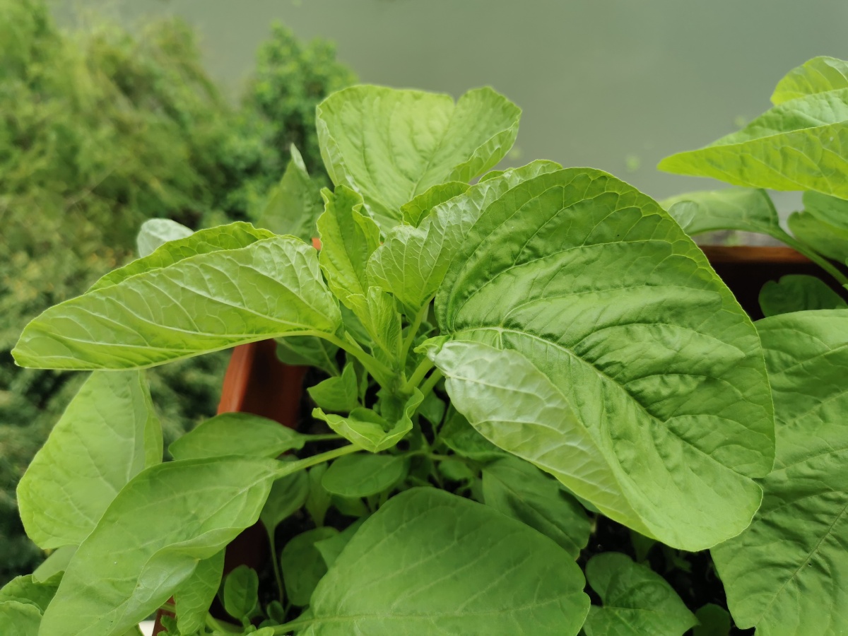 生活太阳花苋菜阳台花草饭后运动城市建筑