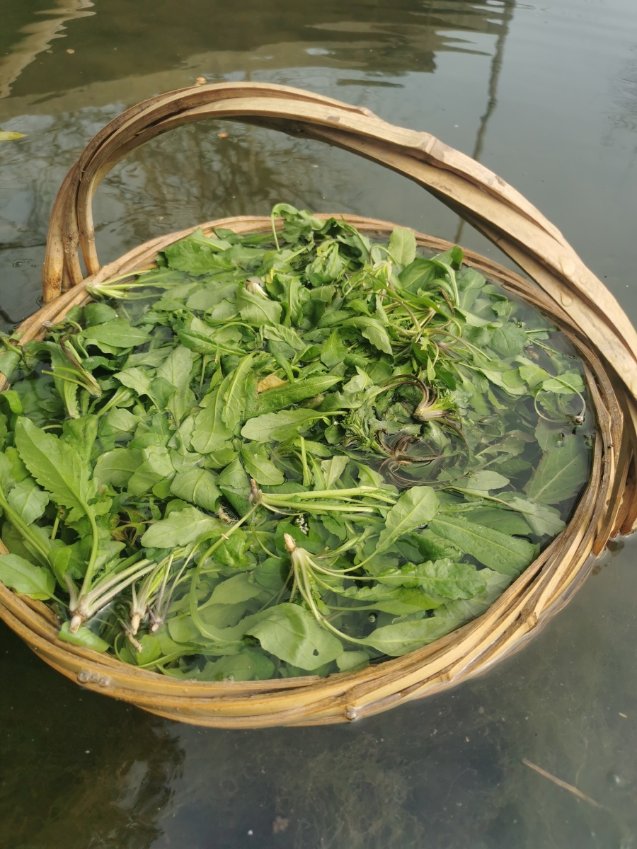 野菜红杆菜心蔬菜荠菜美食美味农村乡村农业
