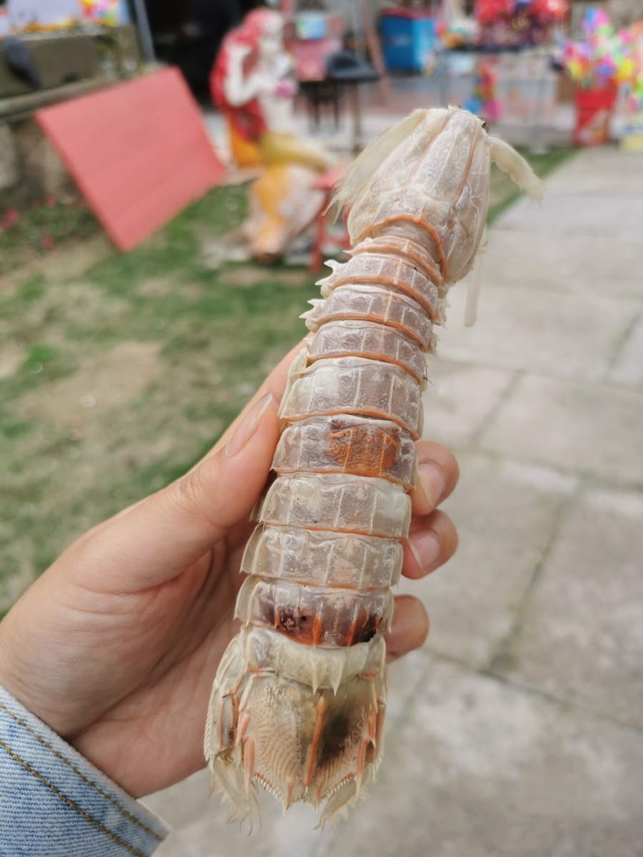 七彩小箬岛海岛海鲜皮皮虾爬爬虾自由色彩斑斓