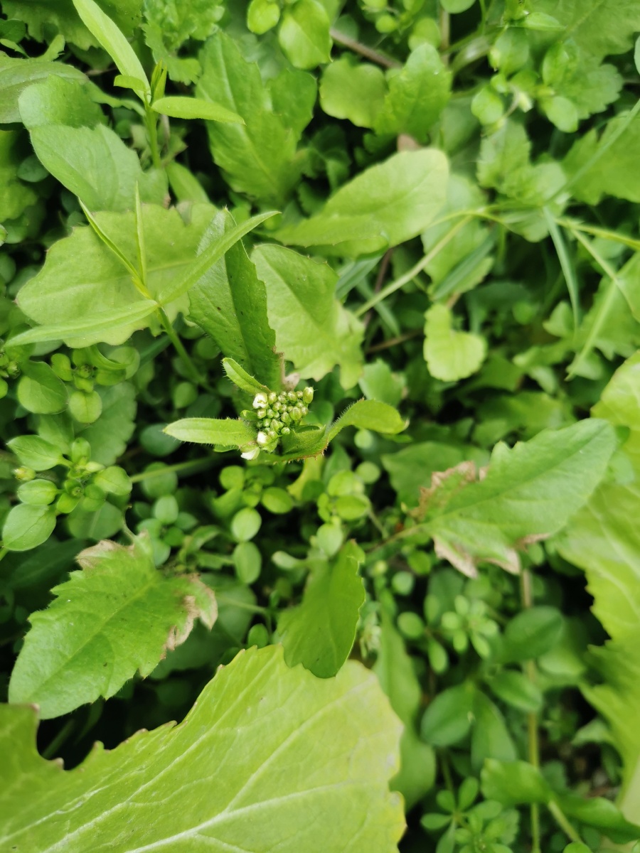 野菜红杆菜心蔬菜荠菜美食美味农村乡村农业