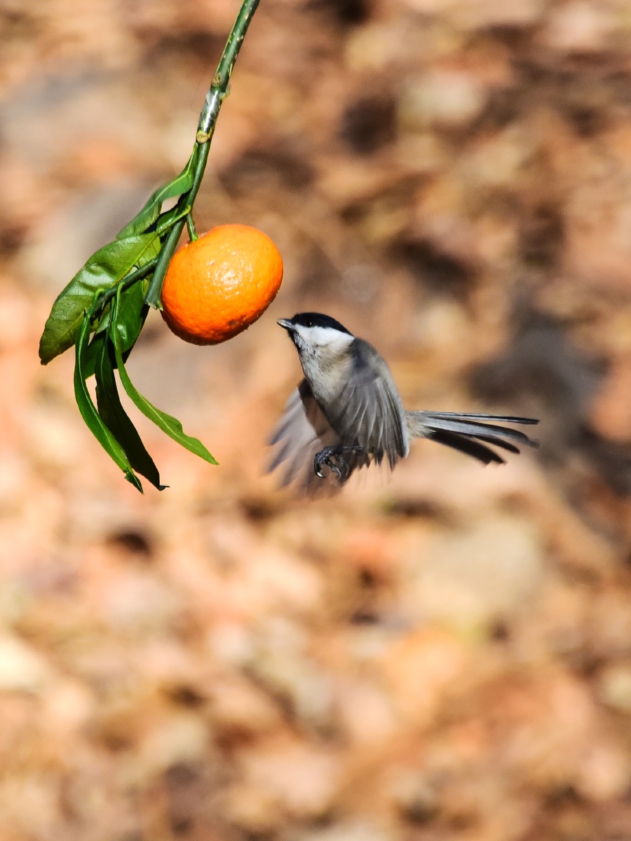 枝头橘幽香鸟吸甜汁忙登枝瞧橘美展翅闻橘香
