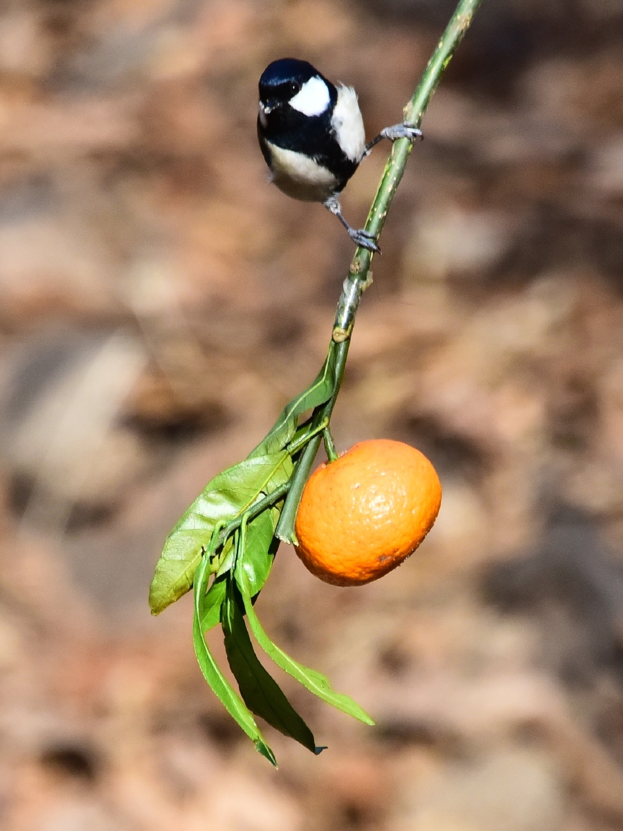 枝头橘幽香鸟吸甜汁忙登枝瞧橘美展翅闻橘香