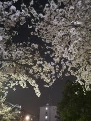 566732