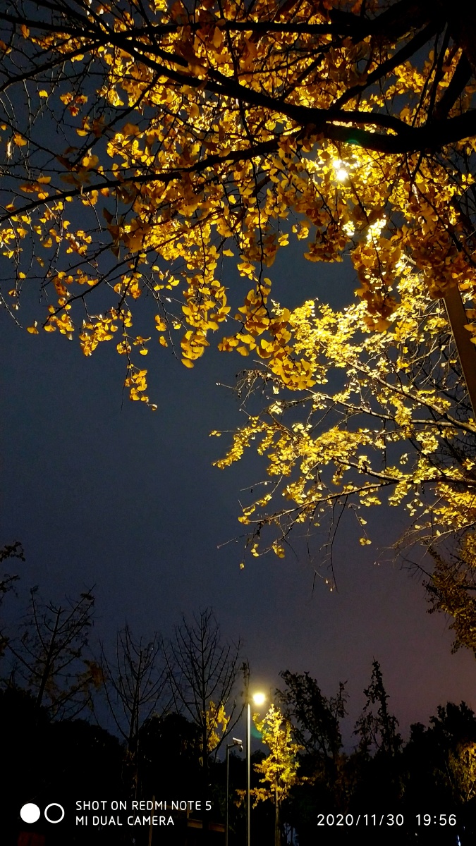 夜幕下灯光银杏叶