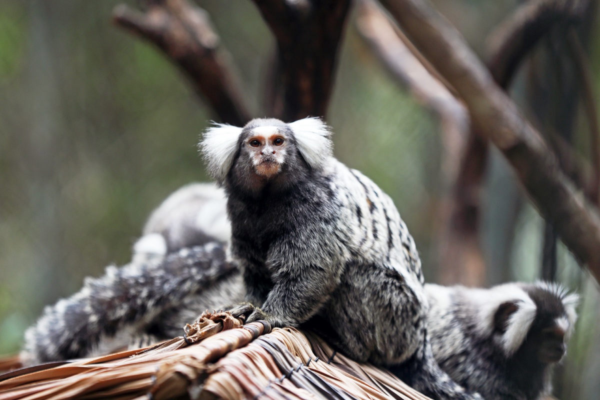 广州长隆野生动物世界的猴猴
