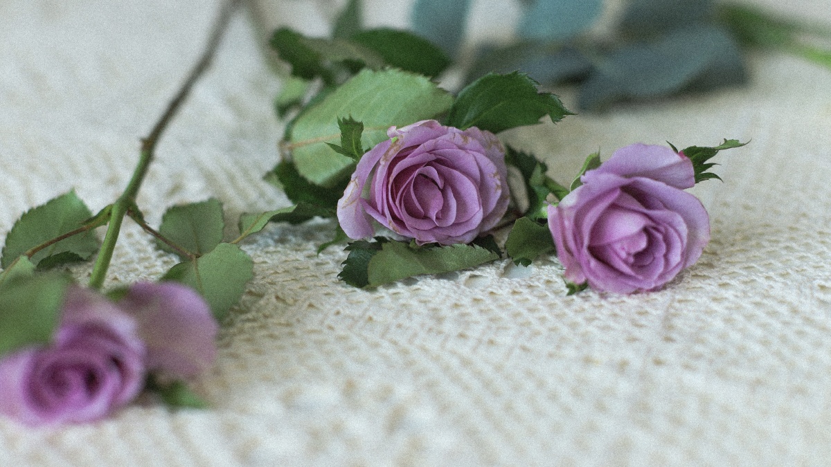 海洋之歌复古玫瑰