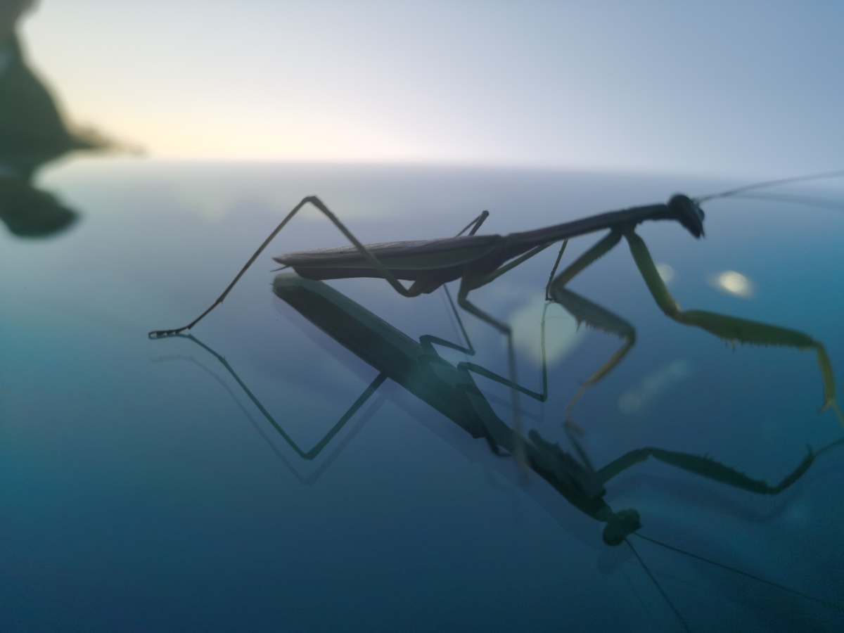 螳螂- 沙漠里的企鹅