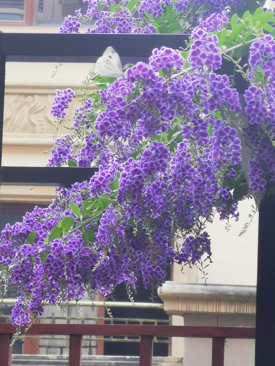 招蜂引蝶的蕾丝金露