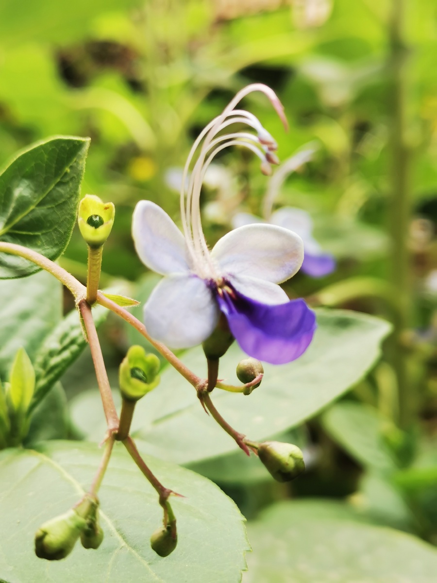 春日暖阳中的蝴蝶花