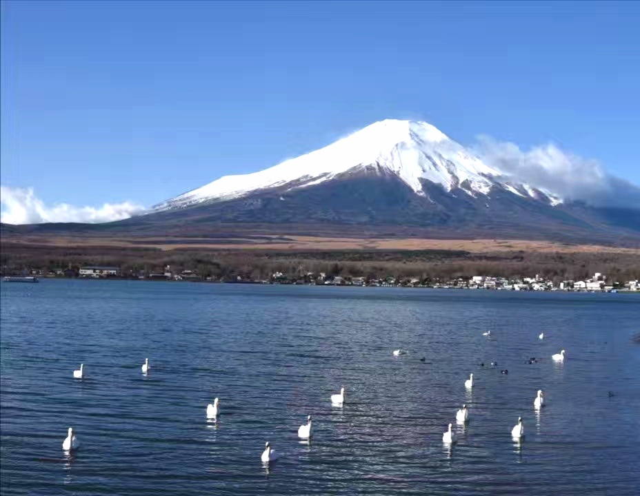 白天鹅与圣洁的富士山