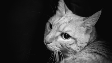 ASH05640