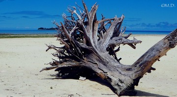 Dead wood