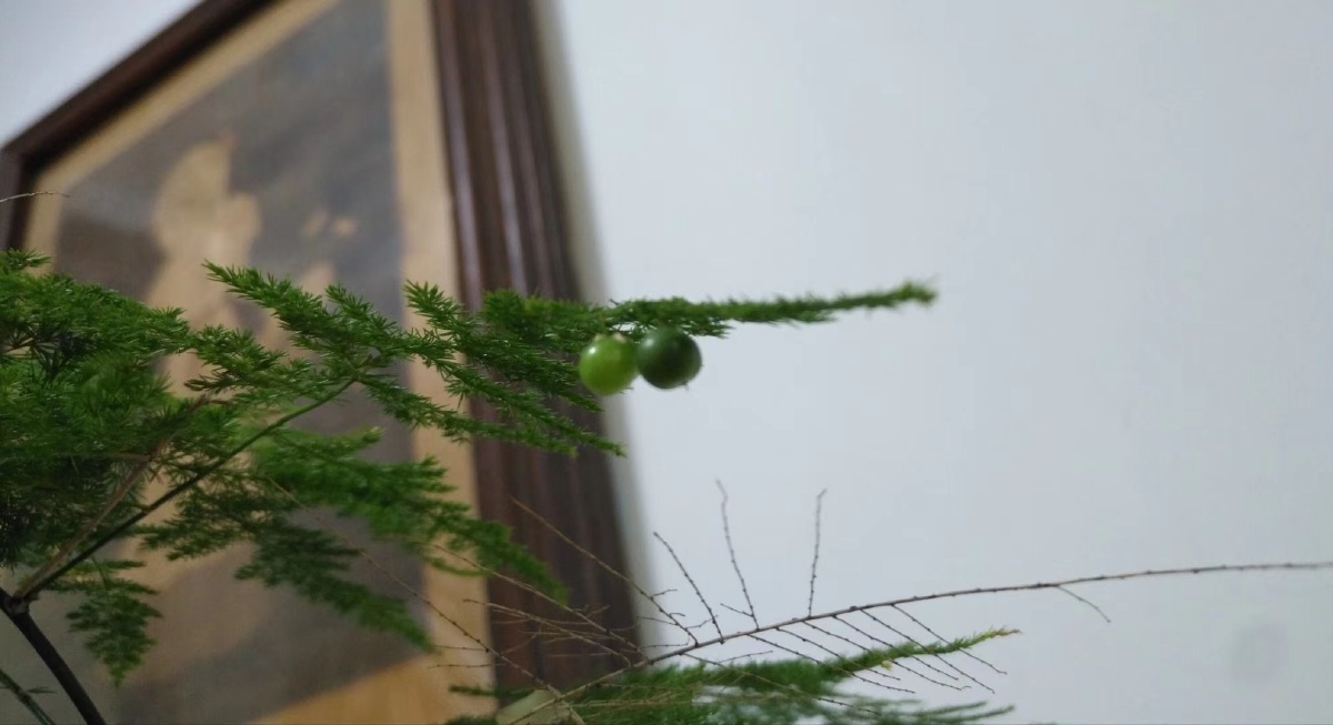 第一次见文竹结果实