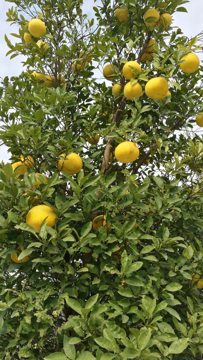 香泡- 世界记录者 - 图虫