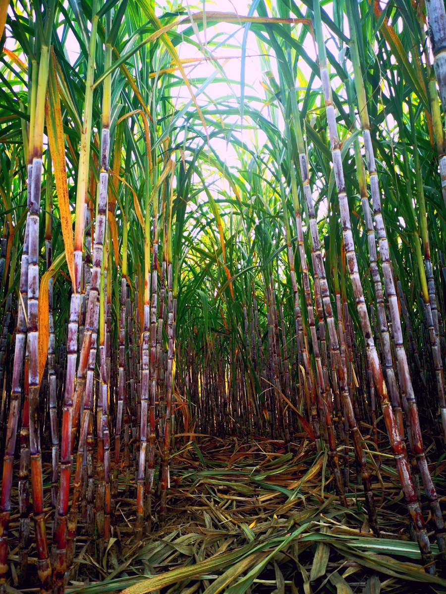 蔗田12月正是糖蔗砍榨季