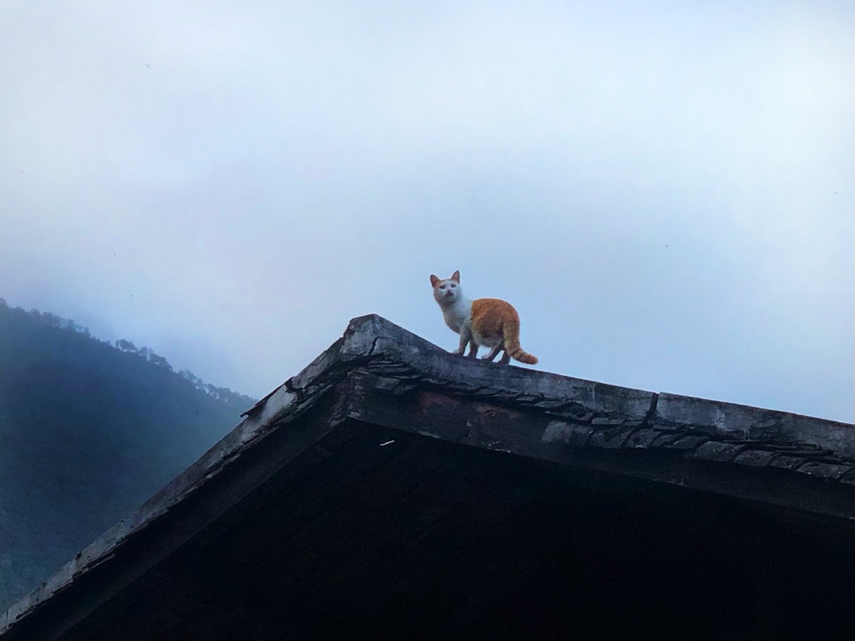磨西古镇屋顶上的猫