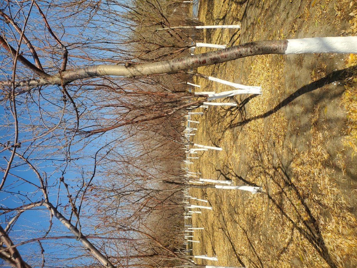 西藏乔木苗木基地