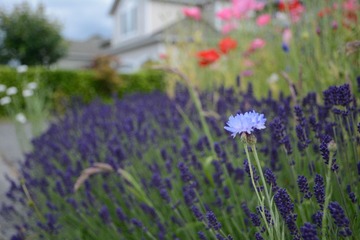 DSC_2124[1]