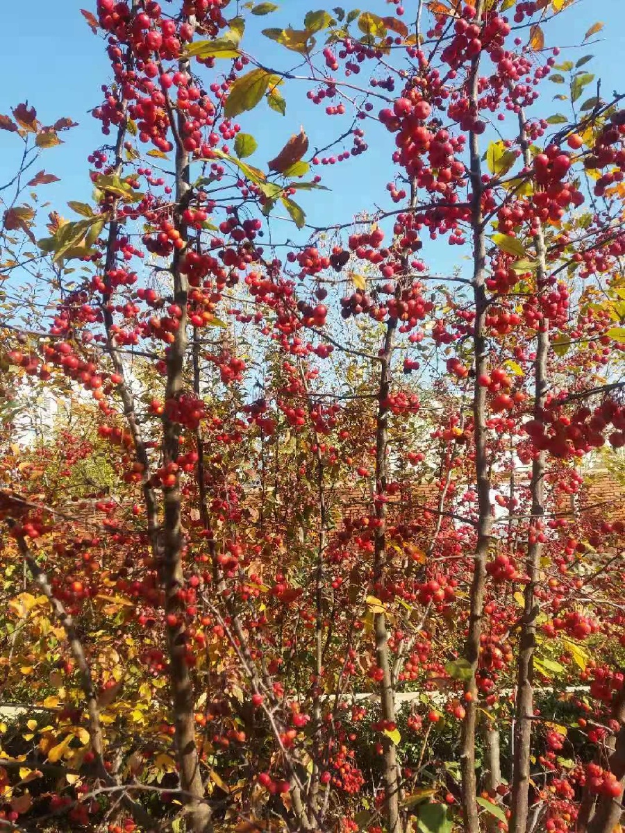 硕果累累山丁子果