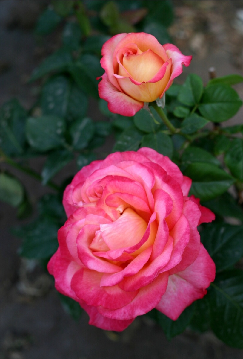 玫红色的月季花