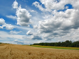 245