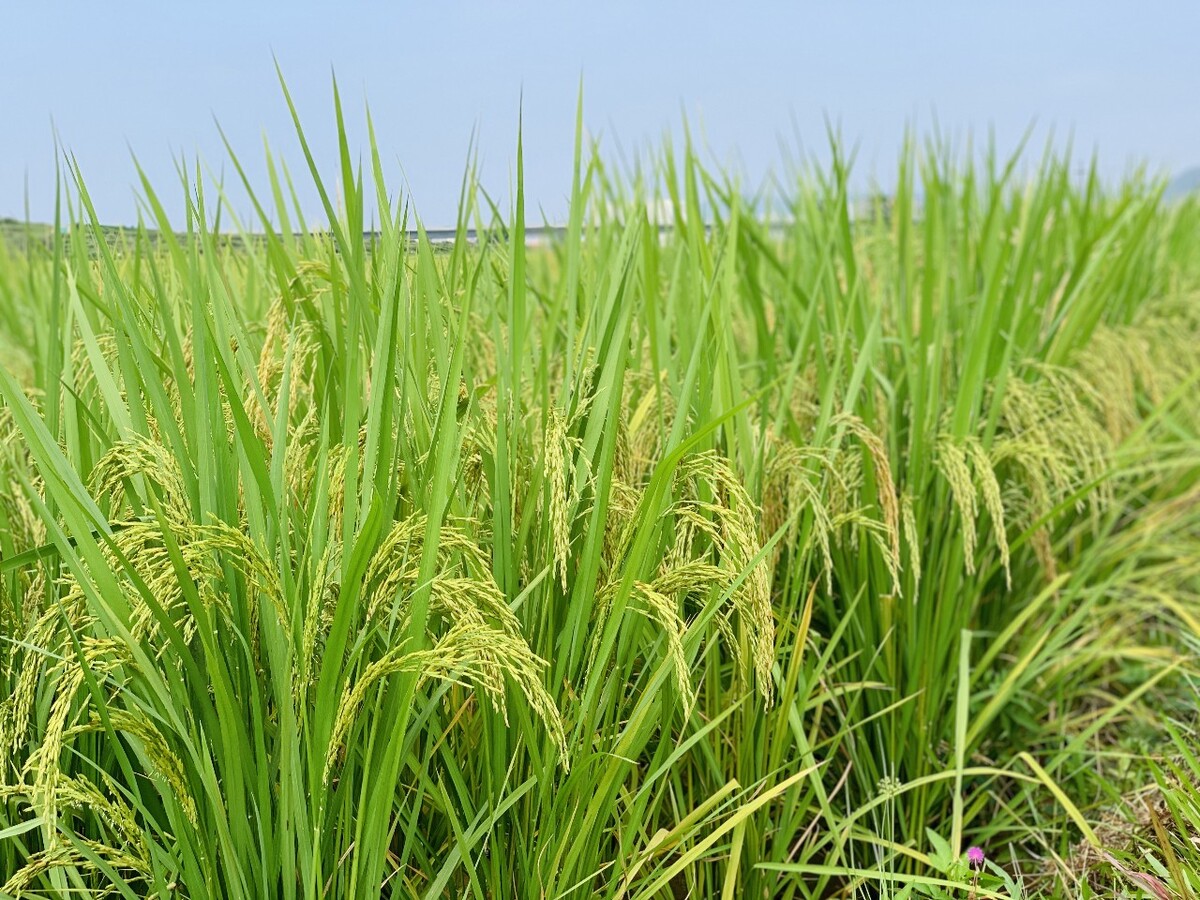 稻花香:水稻穗,丰收的季节