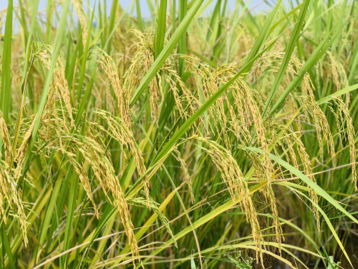 稻花香:水稻穗,丰收的季节